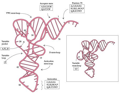 polynucleotide of yeast phenylalanine